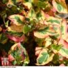 Houttuynia Cordata 'Flame'