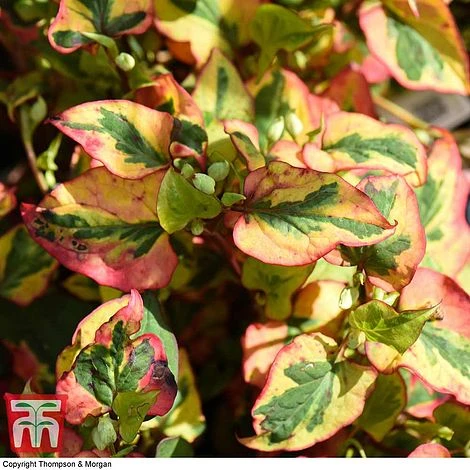 Houttuynia Cordata 'Flame' 3 Houttuynia Cordata 'Flame'