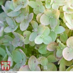 Hydrangea Paniculata 'Little Lime' 12 Hydrangea Paniculata 'Little Lime' -Garden Plants HYDR 62058 A2