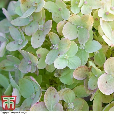 Hydrangea Paniculata 'Little Lime' 6 Hydrangea Paniculata 'Little Lime' - Image 4