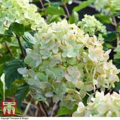 Hydrangea Paniculata 'Little Lime' 13 Hydrangea Paniculata 'Little Lime' -Garden Plants HYDR 62058 A3