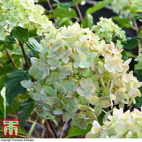 Hydrangea Paniculata 'Little Lime' 7 Hydrangea Paniculata 'Little Lime' - Image 5