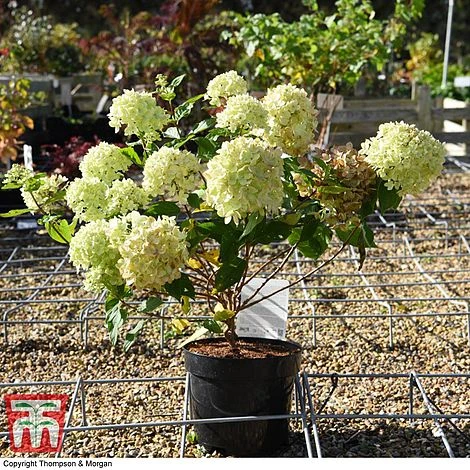 Hydrangea Paniculata 'Little Lime' 9 Hydrangea Paniculata 'Little Lime' - Image 7
