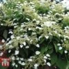 Hydrangea Petiolaris -Garden Plants HYDR T57999 A