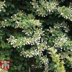 Hydrangea Petiolaris 10 Hydrangea Petiolaris -Garden Plants HYDR T57999 C1