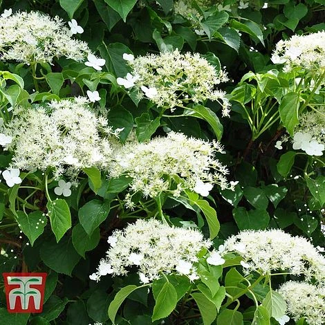 Hydrangea Petiolaris 8 Hydrangea Petiolaris - Image 6