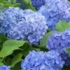 Hydrangea Macrophylla 'Blue Danube'