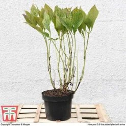 Hydrangea Macrophylla 'Blue Danube' -Garden Plants HYDR T58101 C