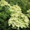 Hydrangea Paniculata 'Little Lime' -Garden Plants HYDR T62058 A h