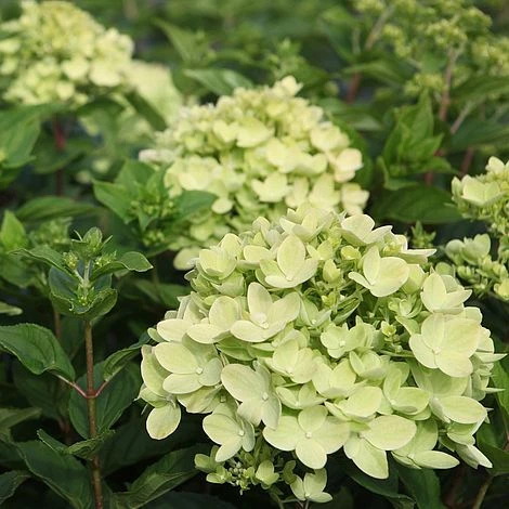 Hydrangea Paniculata 'Little Lime' 3 Hydrangea Paniculata 'Little Lime'