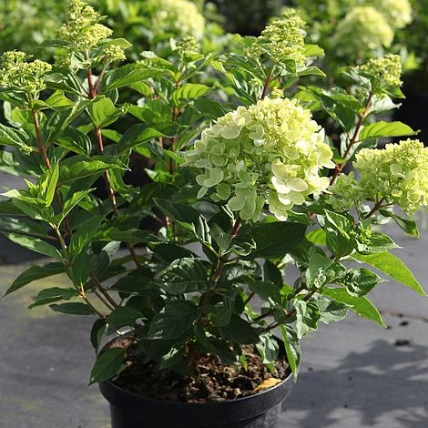 Hydrangea Paniculata 'Little Lime' 4 Hydrangea Paniculata 'Little Lime' - Image 2