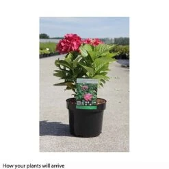 Hydrangea Macrophylla 'Leuchtfeuer' -Garden Plants HYDR T66236 B h