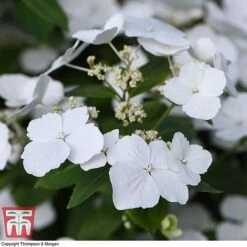 Hydrangea 'Runaway Bride' -Garden Plants HYDR TKA104 C