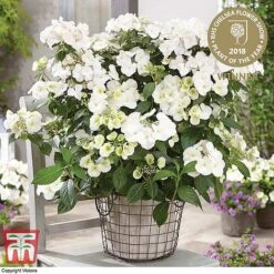 Hydrangea 'Runaway Bride' -Garden Plants HYDR TKA1041 A3
