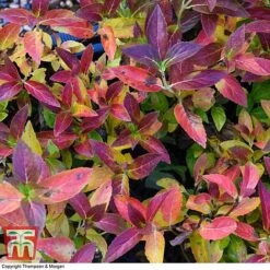 Hydrangea 'Runaway Bride' -Garden Plants HYDR TKA1041 AA1