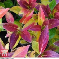 Hydrangea 'Runaway Bride' -Garden Plants HYDR TKA1041 BB1