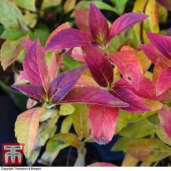 Hydrangea 'Runaway Bride' -Garden Plants HYDR TKA1041 CC1