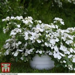 Hydrangea 'Runaway Bride' -Garden Plants HYDR TKA1041 H