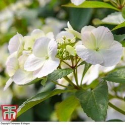 Hydrangea 'Runaway Bride' -Garden Plants HYDR TKA1041 L