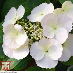 Hydrangea 'Runaway Bride' -Garden Plants HYDR TKA1041 M