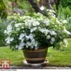 Hydrangea 'Runaway Bride' -Garden Plants HYDR TKA1041 M1