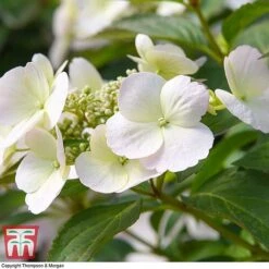 Hydrangea 'Runaway Bride' -Garden Plants HYDR TKA1041 N