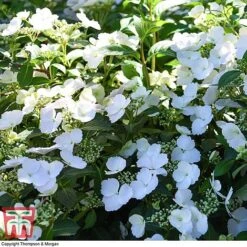 Hydrangea 'Runaway Bride' -Garden Plants HYDR TKA1041 Q