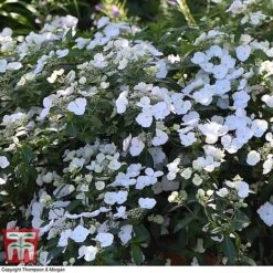 Hydrangea 'Runaway Bride' -Garden Plants HYDR TKA1041 R