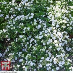 Hydrangea 'Runaway Bride' -Garden Plants HYDR TKA1041 S