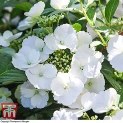 Hydrangea 'Runaway Bride' -Garden Plants HYDR TKA1041 T