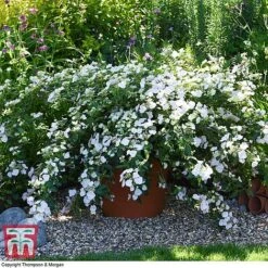 Hydrangea 'Runaway Bride' -Garden Plants HYDR TKA1041 U