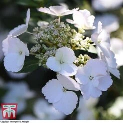 Hydrangea 'Runaway Bride' -Garden Plants HYDR TKA1041 V