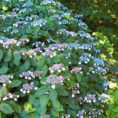 Hydrangea Serrata 'Magic Seduction Annie's Blue' 3 Hydrangea Serrata 'Magic Seduction Annie's Blue'