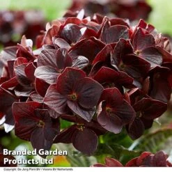 Hydrangea 'Burning Hot' -Garden Plants HYDR BURNINGHO S50586