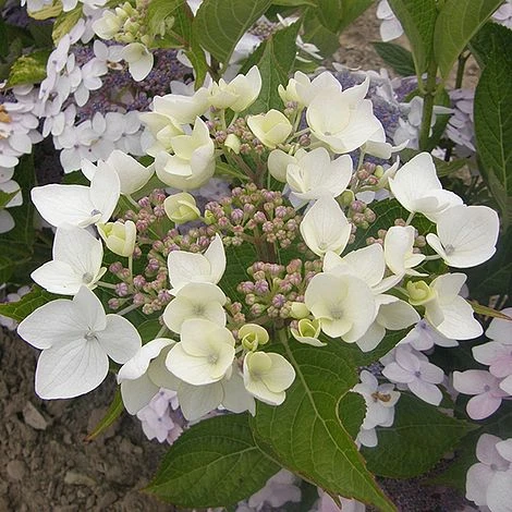 Hydrangea 'Cloudi' 5 Hydrangea 'Cloudi' - Image 3