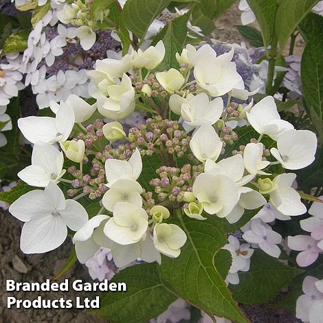 Hydrangea 'Cloudi' 3 Hydrangea 'Cloudi'