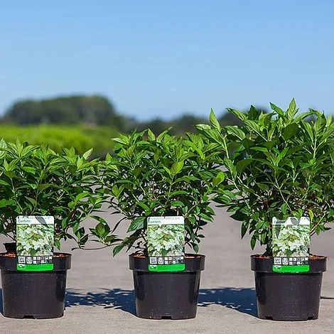 Hydrangea Paniculata 'Confetti' 4 Hydrangea Paniculata 'Confetti' - Image 2