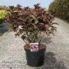 Hydrangea Serrata 'Daredevil' -Garden Plants HYDR DAREDEVIL S45816