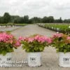 Hydrangea Macrophylla 'French Cancan' -Garden Plants HYDR FRENCHCAN S45810