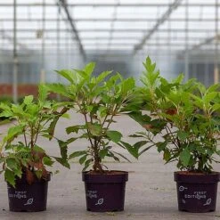 Hydrangea Quercifolia 'Ice Crystal' -Garden Plants HYDR ICECRYSTA S45815 NOW