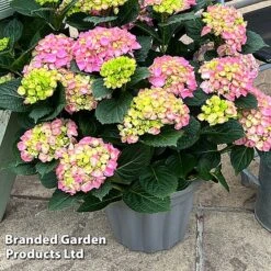 Hydrangea Macrophylla 'Pink' -Garden Plants HYDR MACRPINK S50287