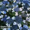 Hydrangea Serrata 'Magic Pillow' -Garden Plants HYDR MAGICPILL S34979
