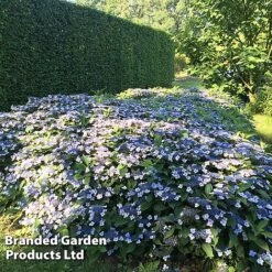 Hydrangea Serrata 'Magic Pillow' -Garden Plants HYDR MAGICPILL S34980