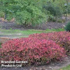 Hydrangea Serrata 'Magic Pillow' -Garden Plants HYDR MAGICPILL S34981