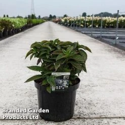 Hydrangea Serrata 'Magic Pillow' -Garden Plants HYDR MAGICPILL S45818