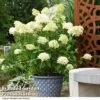 Hydrangea Paniculata 'Skyfall' -Garden Plants HYDR SKYFALL T50952