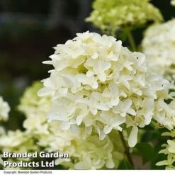 Hydrangea Paniculata 'Skyfall' -Garden Plants HYDR SKYFALL T50955