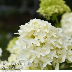 Hydrangea Paniculata 'Skyfall' -Garden Plants HYDR SKYFALL T50956