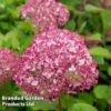 Hydrangea Arborescens 'Sweet Annabelle' -Garden Plants HYDR SWEETANNA S17161