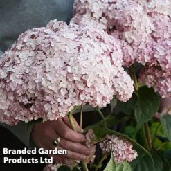 Hydrangea Arborescens 'Sweet Annabelle' -Garden Plants HYDR SWEETANNA S45791